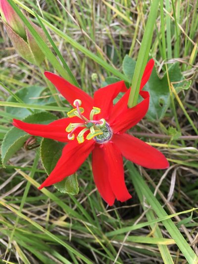 Passiflora manicata, photographed by margaritarestrepou