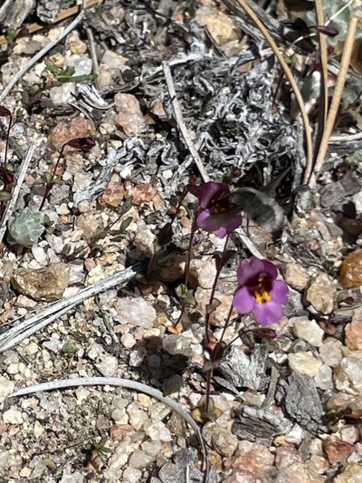Erythranthe purpurea, photographed by Sula Vanderplank