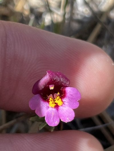 Erythranthe purpurea, photographed by Sula Vanderplank