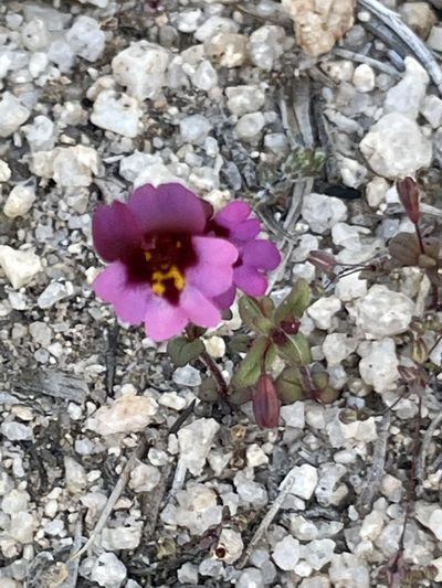 Erythranthe purpurea, photographed by Sula Vanderplank