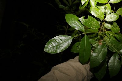 Bouchardatia neurococca, photographed by Greg Tasney