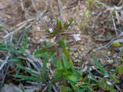 Stachys arvensis, photographed by Josep Gesti