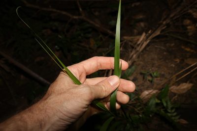 Flagellaria indica, photographed by Greg Tasney