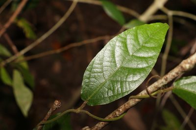 Aristolochia praevenosa, photographed by Greg Tasney