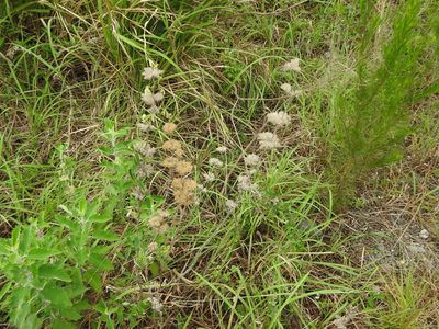 Caryopteris incana, photographed by Yi-fan翊凡