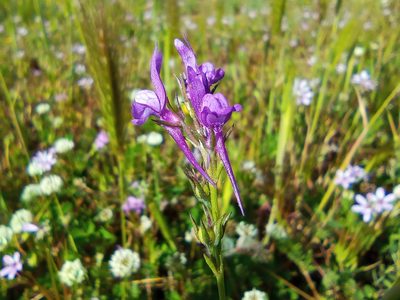 Linaria pelisseriana, photographed by Josep Gesti