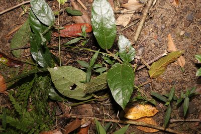 Aristolochia praevenosa, photographed by Greg Tasney