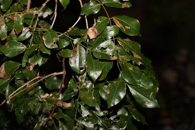 Austrosteenisia blackii, photographed by Greg Tasney