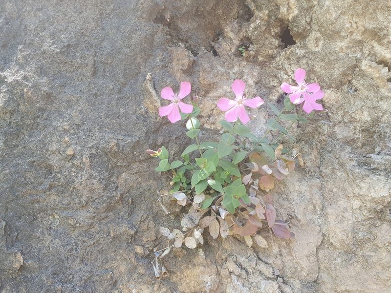 Petrocoptis grandiflora, photographed by Martiño Cabana Otero