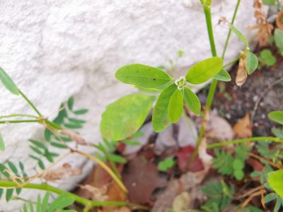 Euphorbia graminea, photographed by Alexis Tinker-Tsavalas
