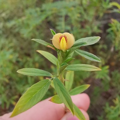 Stylosanthes hamata, photographed by Alexis Tinker-Tsavalas