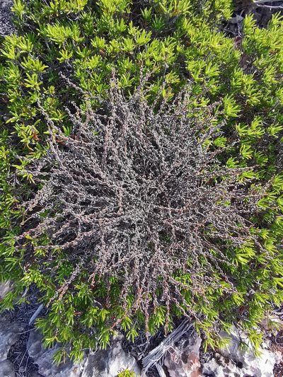 Euphorbia vaginulata, photographed by Alexis Tinker-Tsavalas