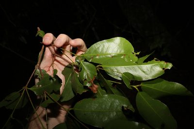 Dissiliaria baloghioides, photographed by Greg Tasney
