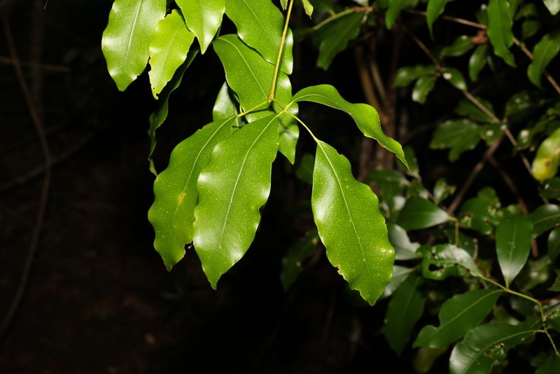 Bosistoa transversa, photographed by Greg Tasney