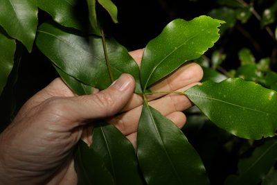 Bosistoa transversa, photographed by Greg Tasney