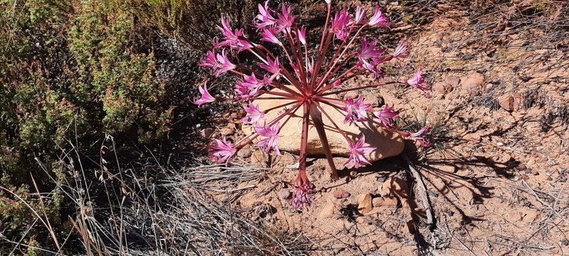 Brunsvigia nervosa, photographed by Karen Eichholz