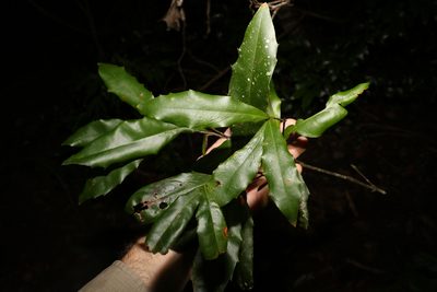 Macadamia ternifolia, photographed by Greg Tasney
