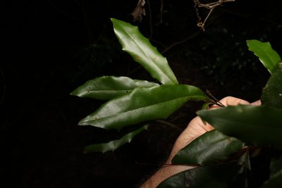 Macadamia ternifolia, photographed by Greg Tasney