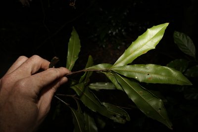 Macadamia ternifolia, photographed by Greg Tasney