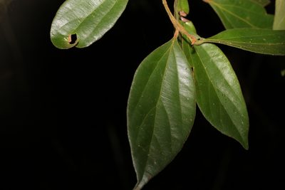 Cryptocarya triplinervis