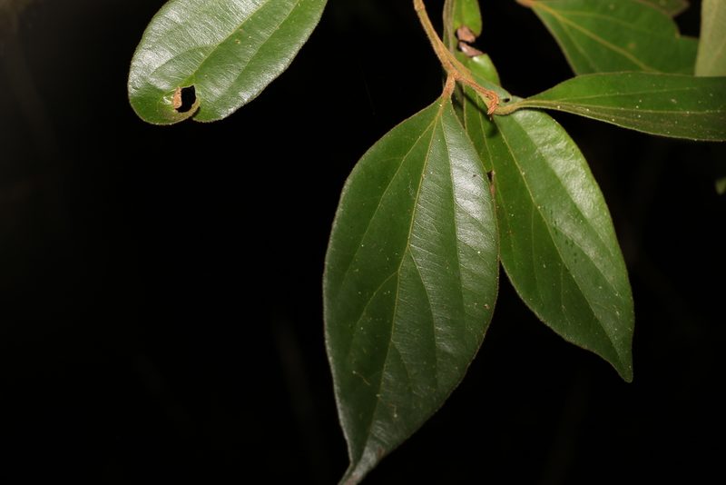 Cryptocarya triplinervis, photographed by Greg Tasney