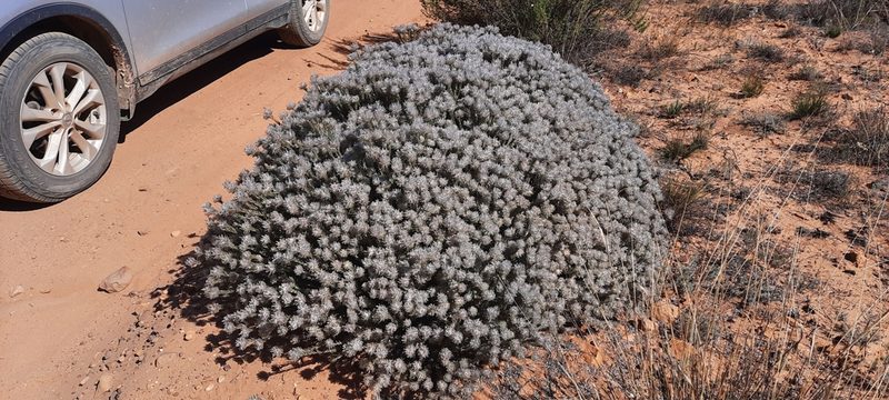 Phylica barbata, photographed by Karen Eichholz