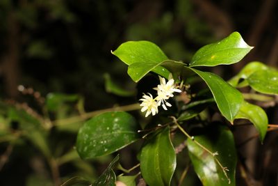 Ripogonum brevifolium, photographed by Greg Tasney