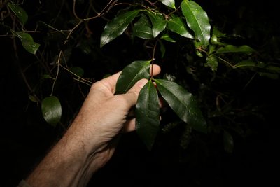 Melodinus australis, photographed by Greg Tasney