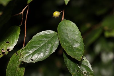Aphananthe philippinensis, photographed by Greg Tasney