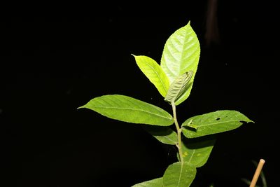 Ficus coronata, photographed by Greg Tasney