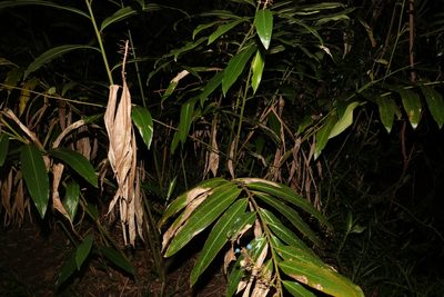 Alpinia caerulea, photographed by Greg Tasney