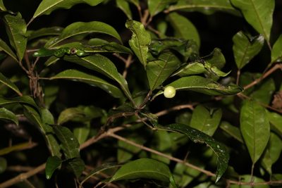 Vitex lignum-vitae, photographed by Greg Tasney