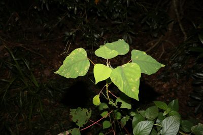 Homalanthus populifolius, photographed by Greg Tasney