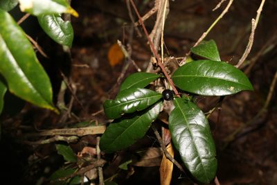 Cryptocarya sclerophylla, photographed by Greg Tasney