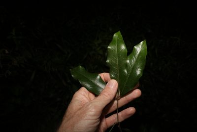 Heritiera trifoliolata, photographed by Greg Tasney