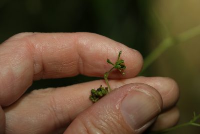 Sigesbeckia orientalis, photographed by Greg Tasney