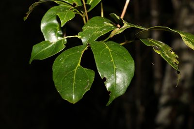 Apocissus sterculiifolia, photographed by Greg Tasney