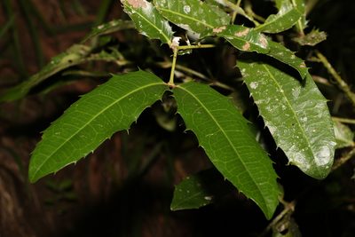 Wilkiea macrophylla, photographed by Greg Tasney