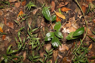 Aristolochia praevenosa, photographed by Greg Tasney