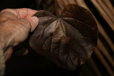 Legnephora moorei, photographed by Greg Tasney
