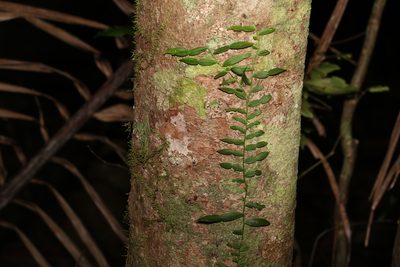 Pothos longipes, photographed by Greg Tasney