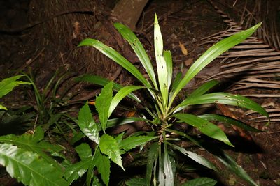 Cordyline rubra, photographed by Greg Tasney
