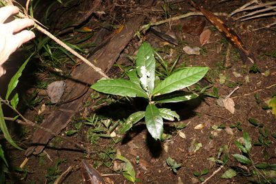 Cryptocarya obovata, photographed by Greg Tasney