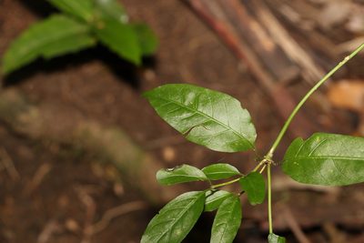 Gynochthodes jasminoides, photographed by Greg Tasney