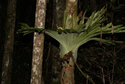 Platycerium superbum, photographed by Greg Tasney