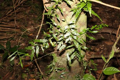Arthropteris tenella, photographed by Greg Tasney