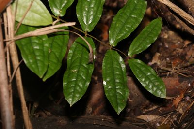 Ripogonum elseyanum, photographed by Greg Tasney