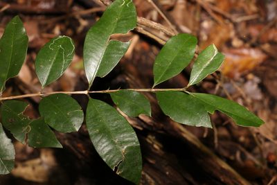 Syzygium australe, photographed by Greg Tasney