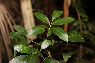 Bosistoa transversa, photographed by Greg Tasney