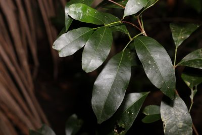 Bosistoa transversa, photographed by Greg Tasney